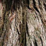 La corteccia al tatto ricorda il cartone spesso, caratteristica che serve in natura per difendersi dal fuoco